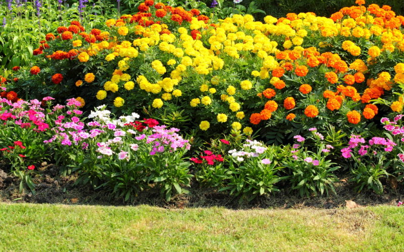 26924370-intro-jardin-fleur-plante-gazon-herbe-full-12305255