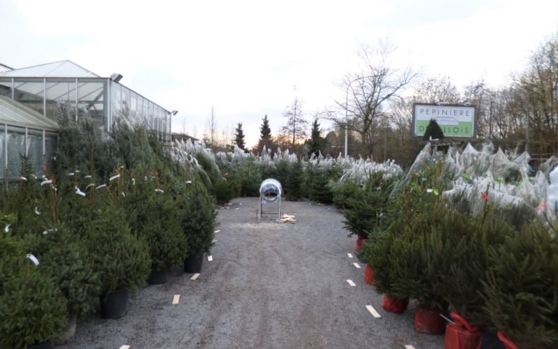 Sapin de Noel Sapin de Noel