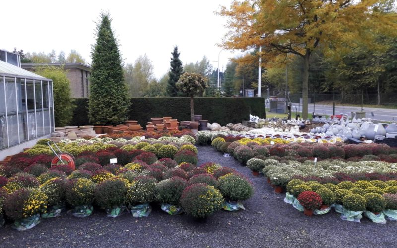 chrysantheme chrysantheme