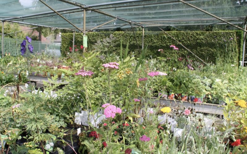 plante vivace 1 plante vivace 1