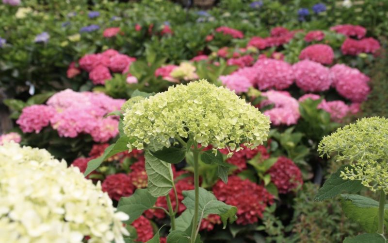 plantes terre de bruyere plantes terre de bruyere